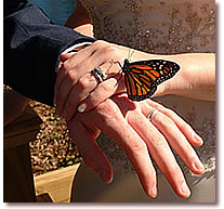 Butterflies and Rings